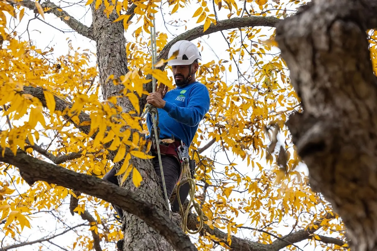 Skilled Tree Pruning crew working in Shongaloo
