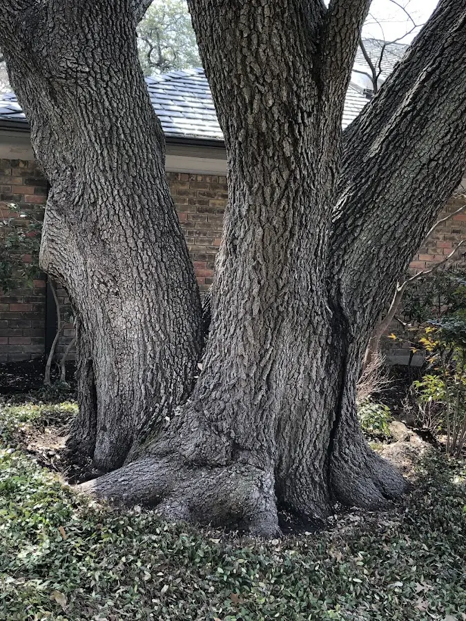 Mature heritage tree close to a Shongaloo property cared for by certified arborists